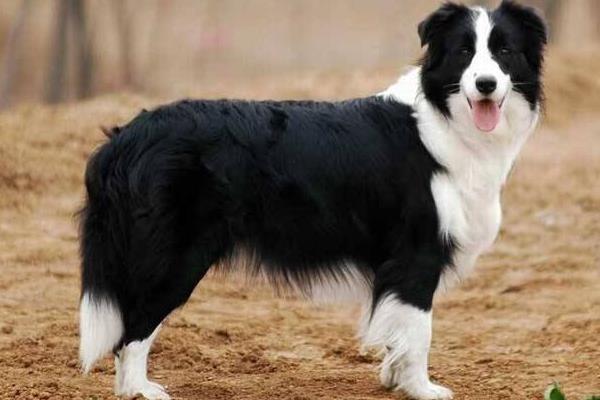 邊境牧羊犬有多聰明 邊牧一生認幾個主人