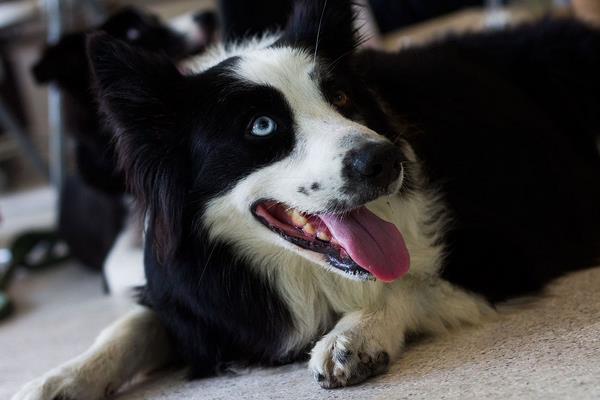 邊境牧羊犬有多聰明 邊牧一生認幾個主人