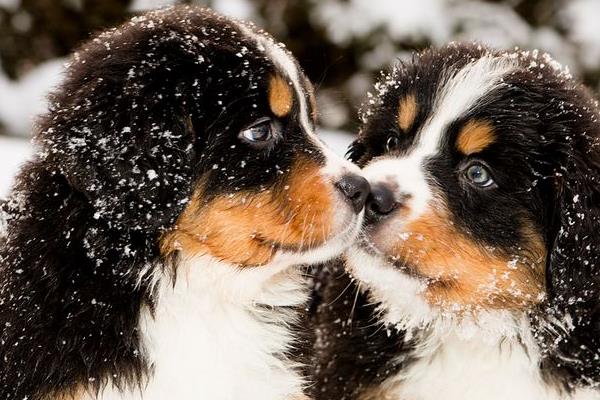 伯恩山犬有攻擊性嗎 伯恩山犬的優點和缺點