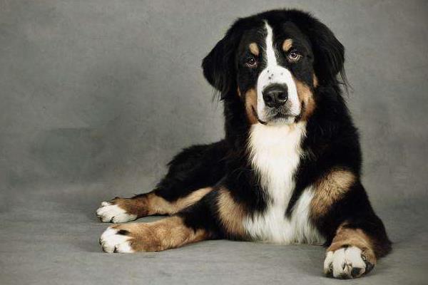 伯恩山犬有攻擊性嗎 伯恩山犬的優點和缺點