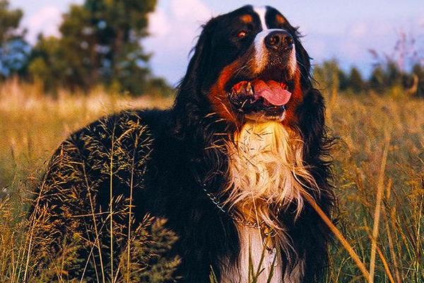 伯恩山犬有攻擊性嗎 伯恩山犬的優點和缺點