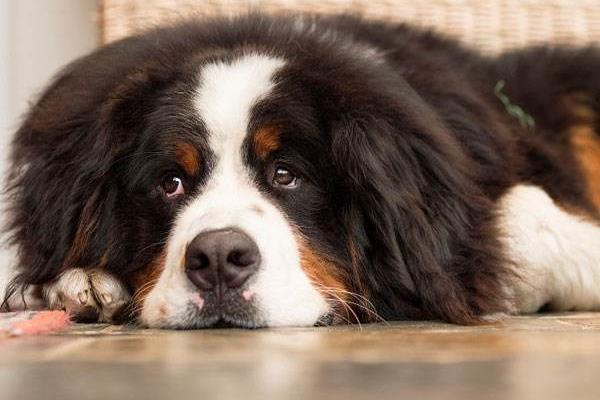 伯恩山犬有攻擊性嗎 伯恩山犬的優點和缺點