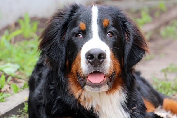 伯恩山犬有攻擊性嗎 伯恩山犬的優點和缺點