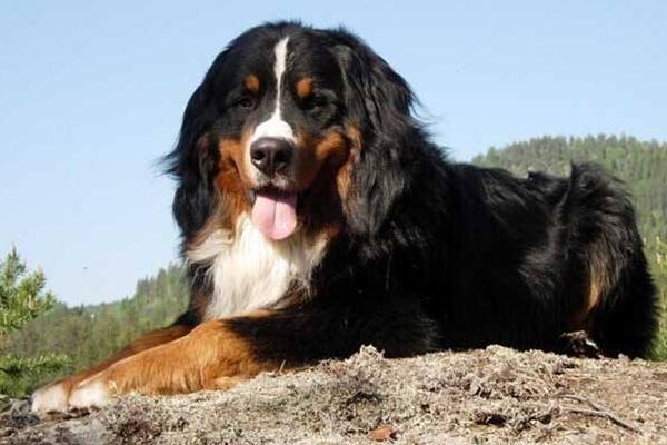 伯恩山犬市場價格多少錢一只 伯恩山犬為什么養的少