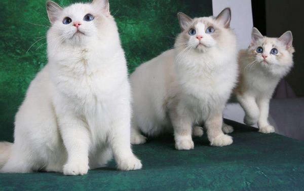 布偶貓?jiān)趺答B(yǎng)才好 布偶貓喂養(yǎng)注意事項(xiàng)