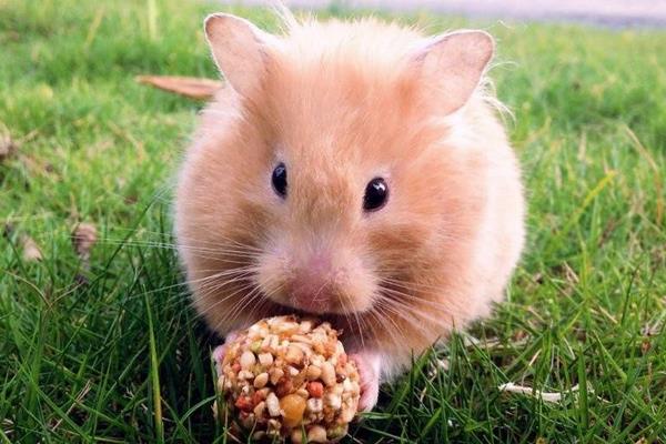 倉鼠可以用水洗澡嗎 倉鼠可以曬太陽嗎