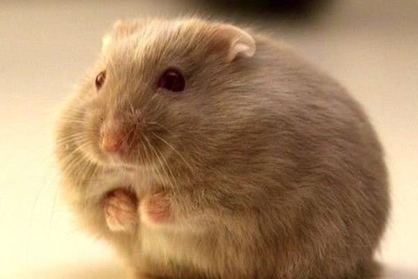 倉(cāng)鼠什么時(shí)候發(fā)情 倉(cāng)鼠一年可以生幾窩 倉(cāng)鼠寶寶多久可以摸