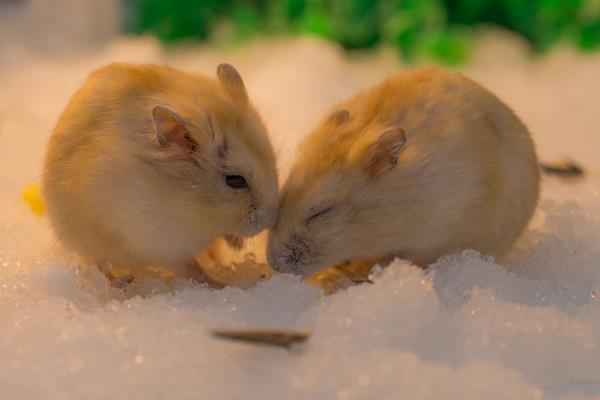 倉(cāng)鼠有沒(méi)有病毒 養(yǎng)倉(cāng)鼠對(duì)人有哪些危害