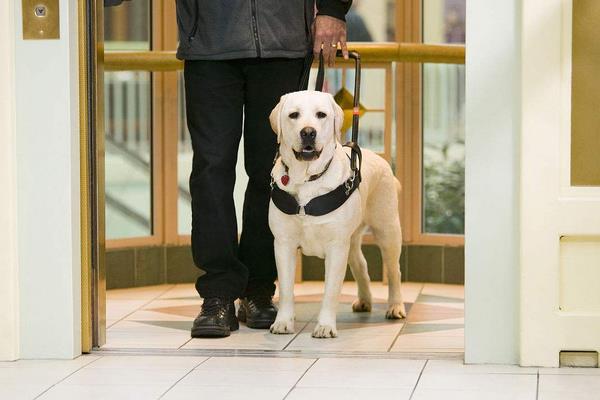 導盲犬市場價格多少錢一只 導盲犬可以上飛機嗎