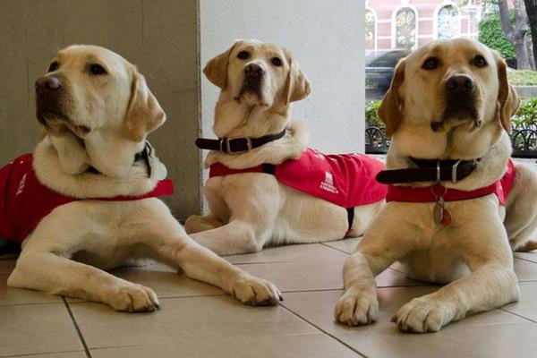 導盲犬市場價格多少錢一只 導盲犬可以上飛機嗎