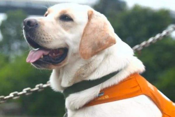 導盲犬是什么狗 導盲犬為什么不能摸