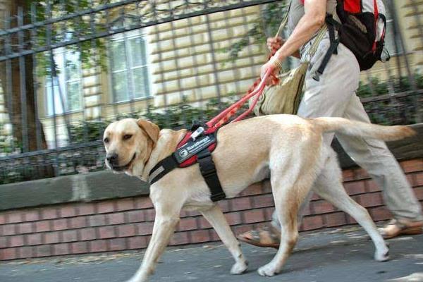 導盲犬是什么狗 導盲犬為什么不能摸