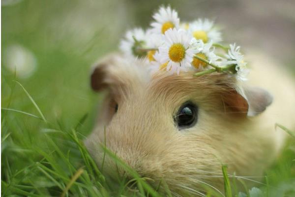 倉鼠有沒有病毒 養(yǎng)倉鼠對(duì)人有哪些危害