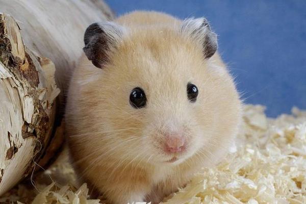 倉鼠有沒有病毒 養(yǎng)倉鼠對(duì)人有哪些危害