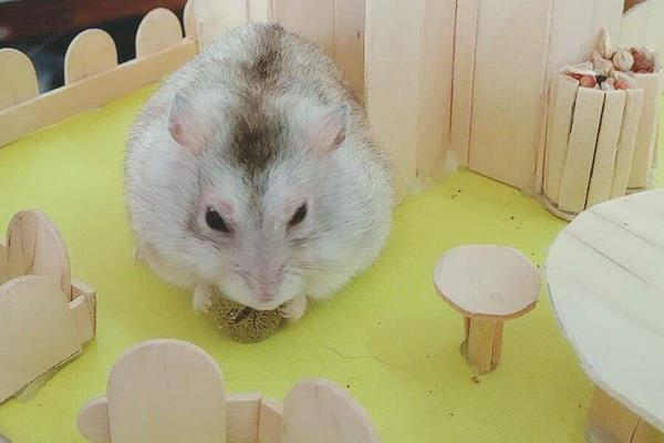 倉鼠有沒有病毒 養(yǎng)倉鼠對(duì)人有哪些危害