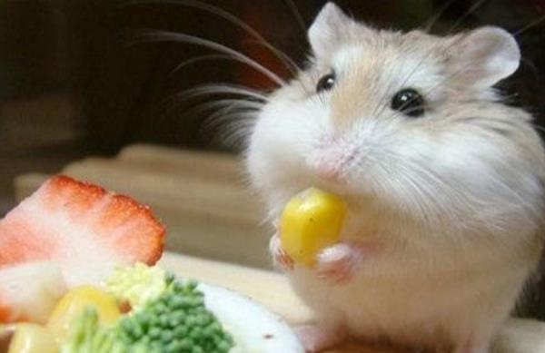 倉鼠有沒有病毒 養(yǎng)倉鼠對(duì)人有哪些危害