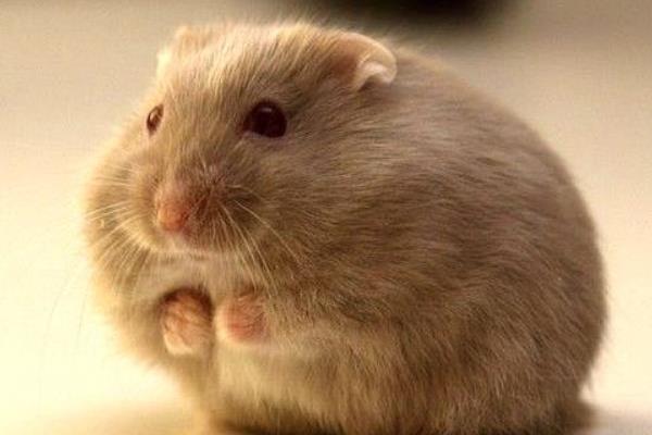 倉鼠有沒有病毒 養(yǎng)倉鼠對(duì)人有哪些危害