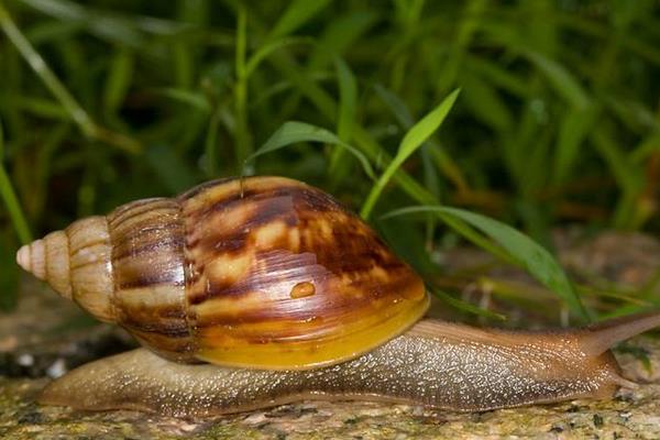 非洲大蝸牛怎么吃 中國人為什么不吃蝸牛