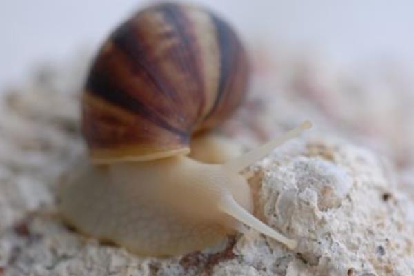 非洲大蝸牛怎么吃 中國人為什么不吃蝸牛