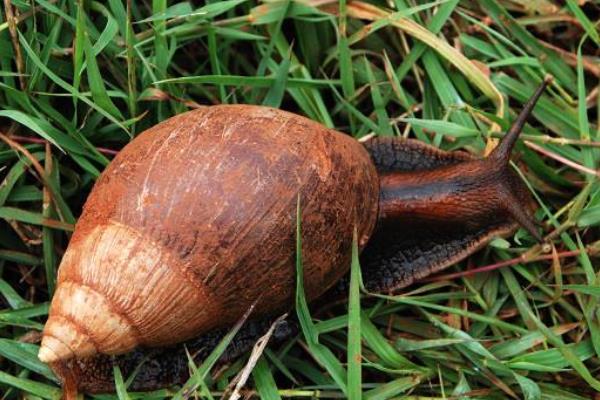 非洲大蝸牛怎么吃 中國人為什么不吃蝸牛