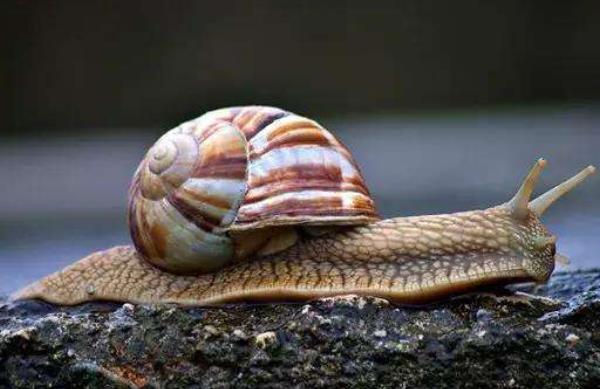 非洲大蝸牛怎么吃 中國人為什么不吃蝸牛