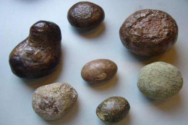 豪豬棗市場價格一克多少錢 豪豬棗正確的服用方法