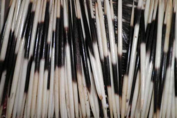 豪豬刺的功效與作用及禁忌 豪豬刺的藥用價(jià)值