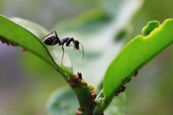 黑螞蟻有毒嗎 黑螞蟻怎么吃效果好
