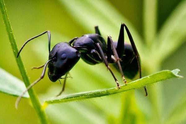 黑螞蟻有毒嗎 黑螞蟻怎么吃效果好