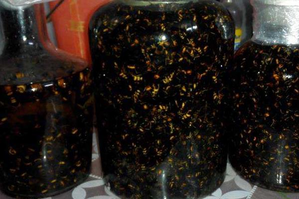 黑螞蟻有毒嗎 黑螞蟻怎么吃效果好