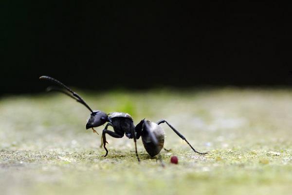 黑螞蟻有毒嗎 黑螞蟻怎么吃效果好