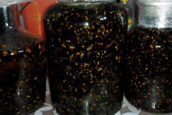 黑螞蟻酒有什么功效 什么人不能喝黑螞蟻酒