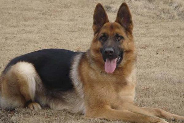 德國牧羊犬好養嗎 德國牧羊犬咬人嗎