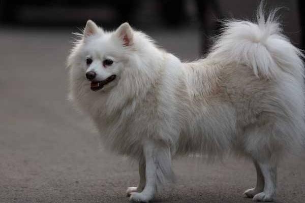 狐貍犬市場價格多少錢一只 狐貍犬和博美的區別是什么