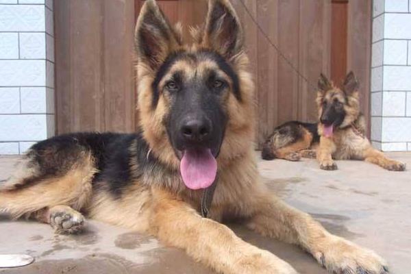 德國牧羊犬市場價格多少錢一只 德國牧羊犬吃什么食物
