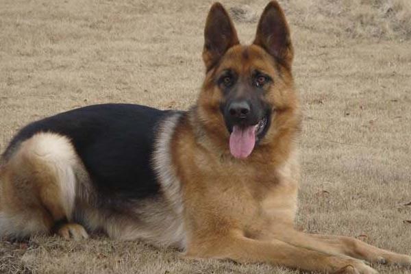 德國牧羊犬市場價格多少錢一只 德國牧羊犬吃什么食物