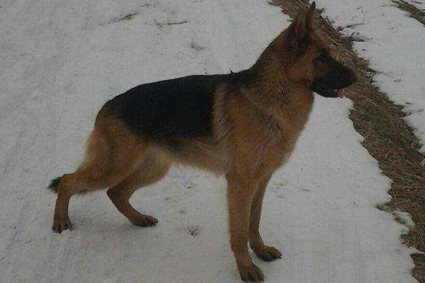 德國牧羊犬市場價格多少錢一只 德國牧羊犬吃什么食物