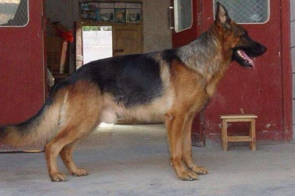 德國牧羊犬市場價格多少錢一只 德國牧羊犬吃什么食物