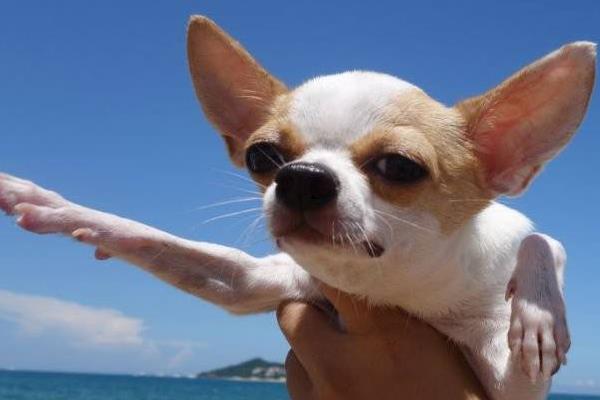 吉娃娃怎么養(yǎng) 吉娃娃怎么訓練