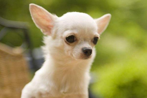 吉娃娃智商排名第幾名 吉娃娃一次能生幾