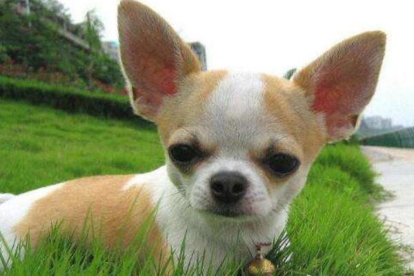 吉娃娃智商排名第幾名 吉娃娃一次能生幾