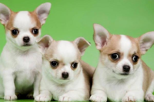 吉娃娃智商排名第幾名 吉娃娃一次能生幾