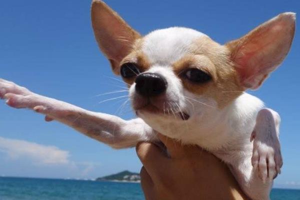 吉娃娃智商排名第幾名 吉娃娃一次能生幾