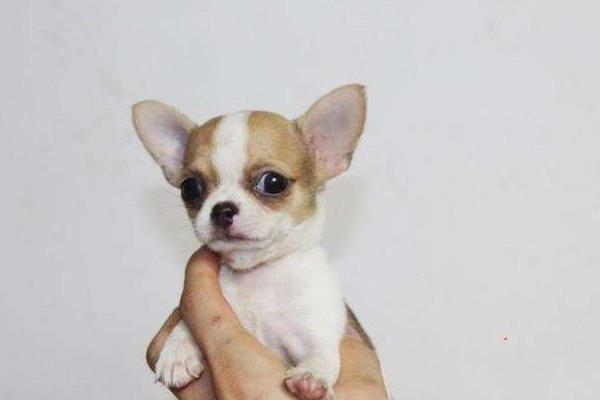 吉娃娃智商排名第幾名 吉娃娃一次能生幾