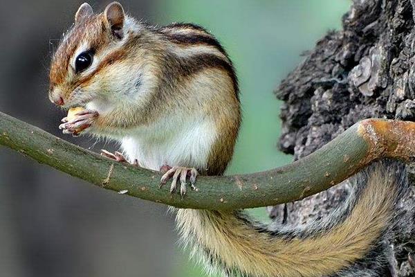 金花松鼠市場(chǎng)價(jià)格多少錢(qián)一只 金花松鼠多久才認(rèn)主人