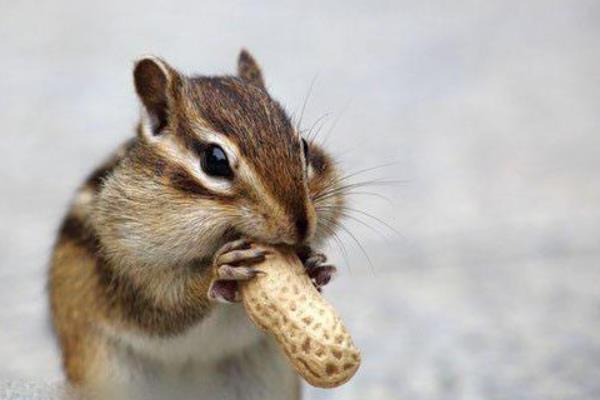 金花松鼠市場(chǎng)價(jià)格多少錢(qián)一只 金花松鼠多久才認(rèn)主人