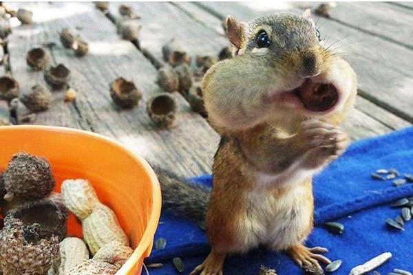 金花松鼠市場(chǎng)價(jià)格多少錢(qián)一只 金花松鼠多久才認(rèn)主人