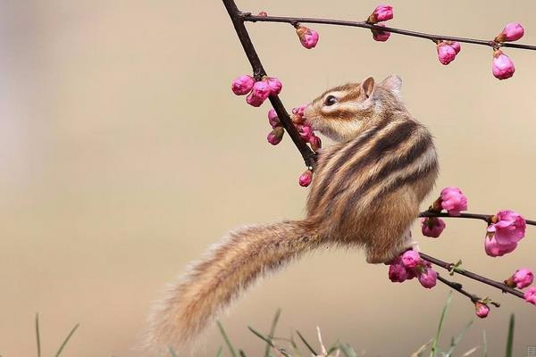 金花松鼠市場(chǎng)價(jià)格多少錢(qián)一只 金花松鼠多久才認(rèn)主人