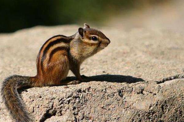 金花松鼠市場(chǎng)價(jià)格多少錢(qián)一只 金花松鼠多久才認(rèn)主人