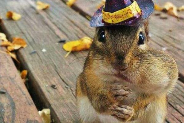 金花松鼠市場(chǎng)價(jià)格多少錢(qián)一只 金花松鼠多久才認(rèn)主人